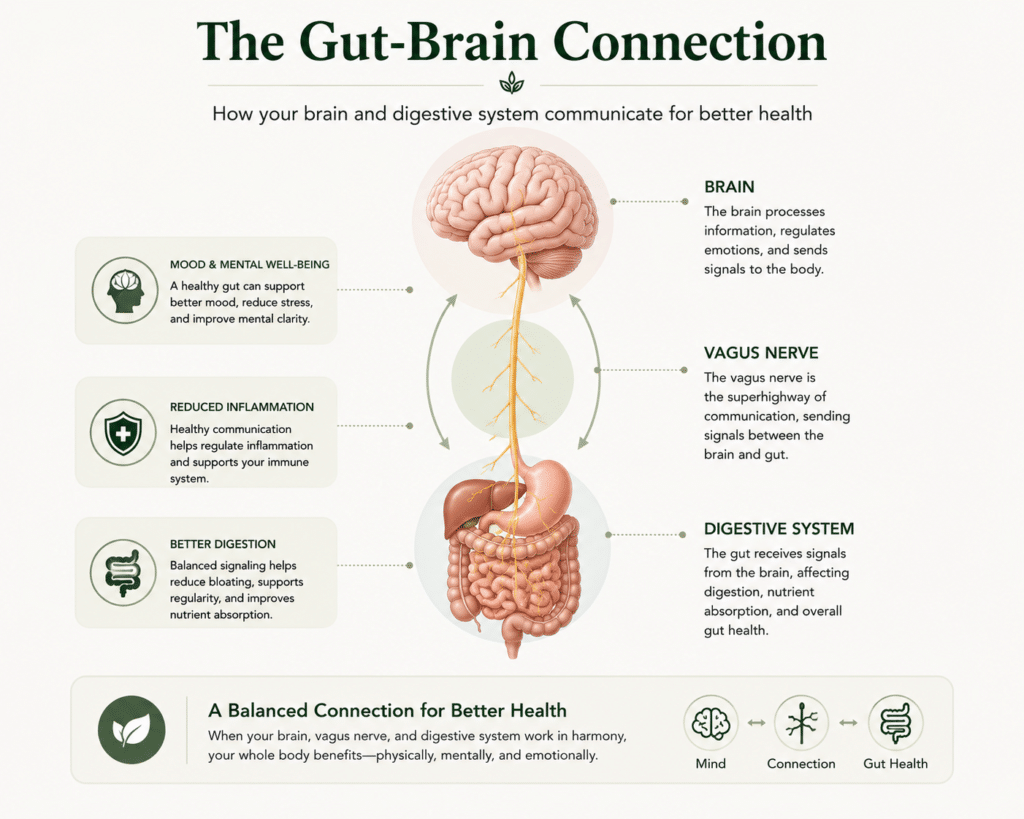The gut-brain connection and communication between the digestive system and brain.