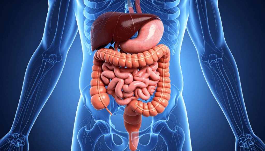 Long-term digestive wellness and nutrient support consistency