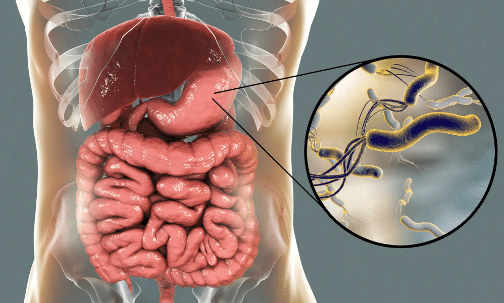 Supporting stomach health and digestive balance naturally
